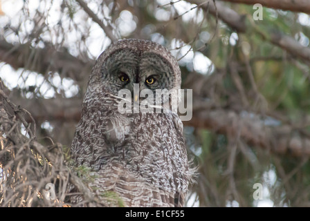 Große graue Eule, Strix Nebulosa, sitzen in einem Nadelbaum, Blick auf den Fotografen, St. Albert, Alberta Stockfoto
