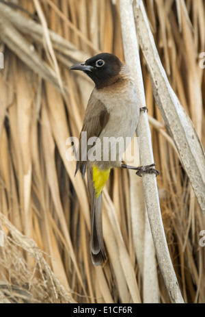 Weiß-spectacled bulbul (Pycnonotus xanthopygos), Israel Stockfoto