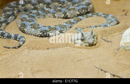 Sahara Hornotter (Cerastes Cerastes) im Sand der Wüste Negev, Israel. Stockfoto