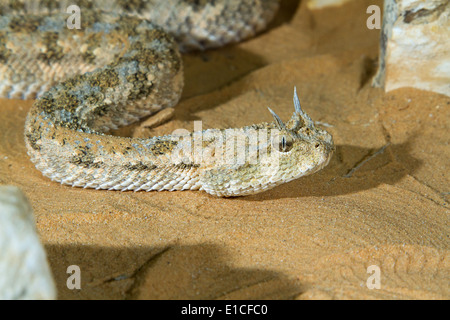 Porträt der Sahara Hornotter (Cerastes Cerastes) unter der Abendsonne im Sand der Wüste Negev, Israel Stockfoto