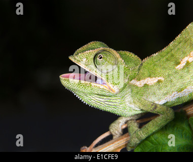 gemeinsamen Chamäleon oder mediterrane Chamäleon (Chamaeleo Chamaeleon) Porträt. Stockfoto