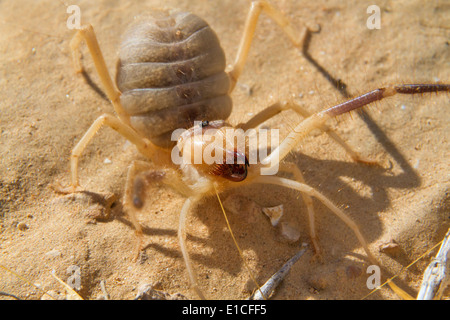 Grant Camel Spider oder Sonne Spinne, oder Wind Skorpion oder Solifuge (Galeodes Granti) in der Wüste Negev, Israel. Stockfoto