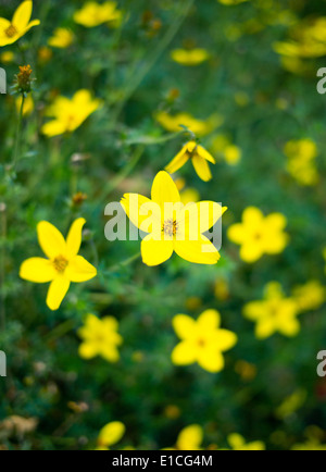 Die leuchtenden gelben Blüten von einer strauchartigen Fingerkraut (Potentilla Fruticosa L.), eine Art von winterharte Laub-Blütenstrauch. Stockfoto