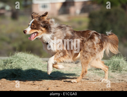 Australian Cattle Dog-Border Collie mix Stockfoto