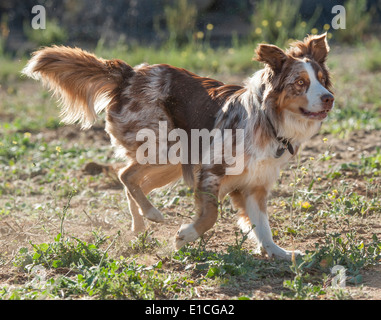 Australian Cattle Dog-Border Collie mix Stockfoto