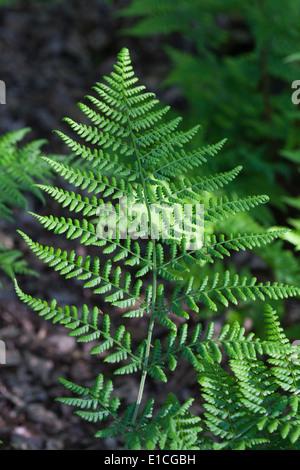 Buckler Farn Wedel (Dryopteris sp.). Oberen oder dorsalen Seite. In Norfolk Broadland Holz. Calthorpe breit NNR, SSSI, Norfolk. Stockfoto