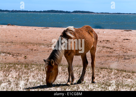 Wilde Pferde, die an Shackleford Banks Leben Stockfoto