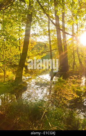 Reisen Sie, Urlaub und Naturschutzgebiet - Walking Paradies - Sumpf und Wald im Frühjahr Stockfoto