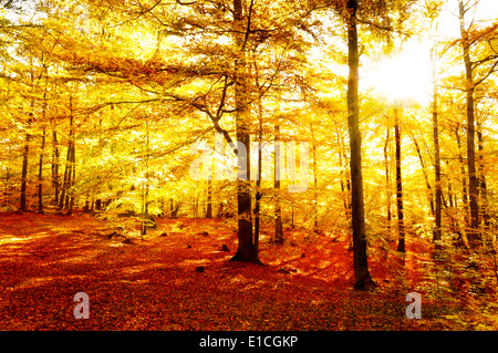 Gelb und Orange Blätter - bunten Wald Reisen Urlaub und Naturschutzgebiet Walking Paradies - Wald im Herbst Stockfoto