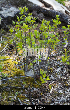 Erlen (Alnus Glutinosa). Gefällten Baumstamm noch im Boden, mit kleineren stumpf, Vordergrund, zeigt zufällige oder nachwachsen. Stockfoto