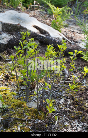 Erlen (Alnus Glutinosa). Gefällten Baumstamm noch im Boden, mit kleineren stumpf, Vordergrund, zeigt zufällige oder nachwachsen. Stockfoto