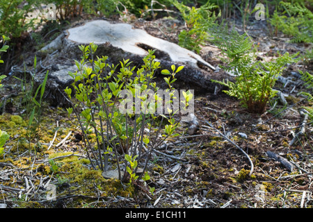 Erlen (Alnus Glutinosa). Gefällten Baumstamm noch im Boden, mit kleineren stumpf, Vordergrund, zeigt zufällige oder nachwachsen. Stockfoto