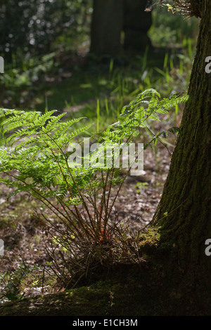 Buckler Farn (Dryopteris sp.). Einzelne Farn wächst am Fuß einer Eiche (Quercus Robur). Calthorpe breit, NNR, SSSI. Norfolk. Stockfoto