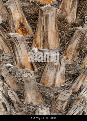 Detail der getrimmte Dattelpalme Baumstamm hautnah Stockfoto