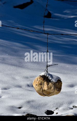 Ein großer Felsen mit Stacheldraht umwickelt und hängt an einem Drahtzaun Stockfoto