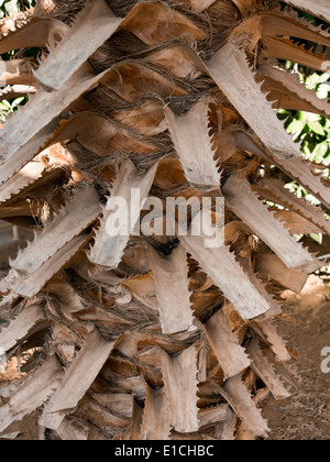 Detail der getrimmte Dattelpalme Baumstamm hautnah Stockfoto