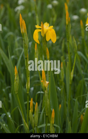 Die gelbe Iris oder gelbe Flagge (Iris Pseudacornis). Knospen, noch zu öffnen, wachsen in einem Straßengraben. Ingham. Norfolk. Mai. Frühling. Stockfoto