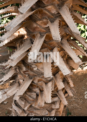 Detail der getrimmte Dattelpalme Baumstamm hautnah Stockfoto