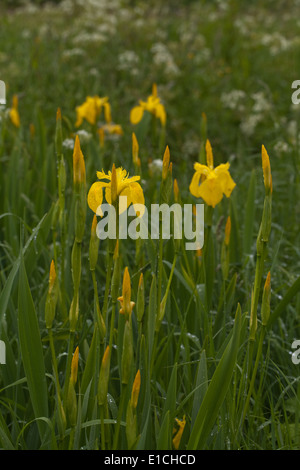 Gelbe Iris oder gelbe Flagge (Iris Pseudacornis) und Kuh Petersilie (Anthriscus Sylvestris) wachsen in einem Straßengraben. Mai. Frühling Stockfoto