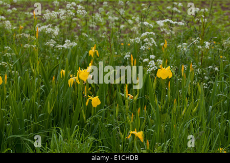 Gelbe Iris oder gelbe Flagge (Iris Pseudacornis) und Kuh Petersilie (Anthriscus Sylvestris) wachsen in einem Straßengraben. Mai. Frühling Stockfoto