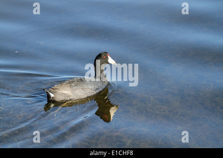 Amerikanisches Blässhuhn Stockfoto