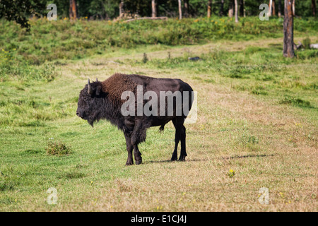 Ein Bison Bulle steht auf einer Wiese im Elk Island National Park. Stockfoto