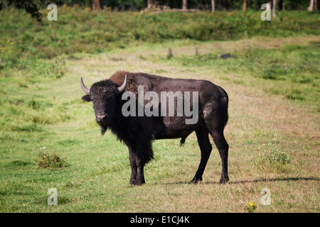 Bison Bulle steht auf einer Wiese im Elk Island National Park. Stockfoto