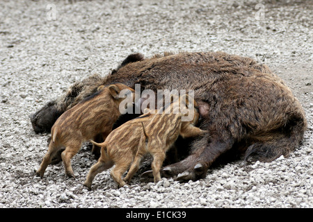 Nahaufnahme von drei wilden Eber Ferkel (Sus Scrofa) saugt Milch an Mutters Zitzen Stockfoto