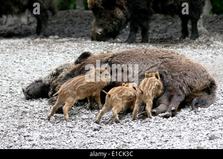 Nahaufnahme von drei wilden Eber Ferkel (Sus Scrofa) saugt Milch an Mutters Zitzen Stockfoto