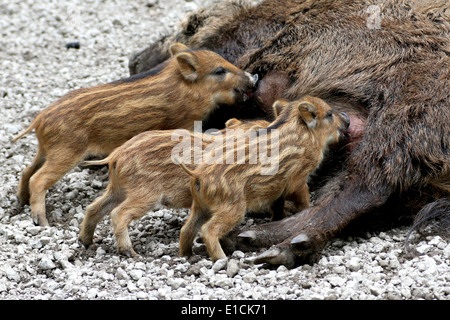 Nahaufnahme von drei wilden Eber Ferkel (Sus Scrofa) saugt Milch an Mutters Zitzen Stockfoto