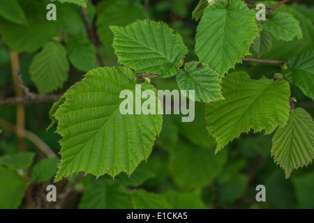 Frühling-sommer Laub der Hazel tree/Corylus avellana Stockfoto