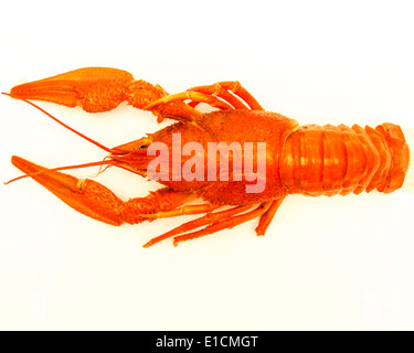 Gekochter Hummer auf weißem Hintergrund Stockfoto