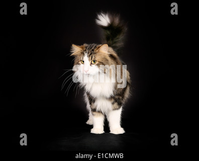 Schuss von reinrassigen Hauskatze auf schwarzem Hintergrund. Stockfoto