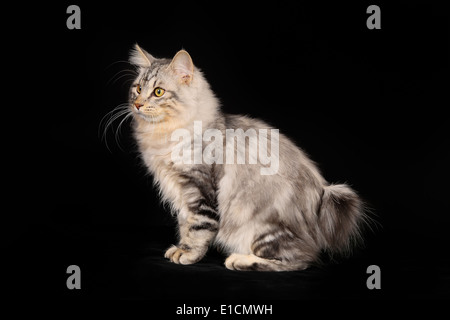 Schuss von reinrassigen Hauskatze auf schwarzem Hintergrund. Stockfoto