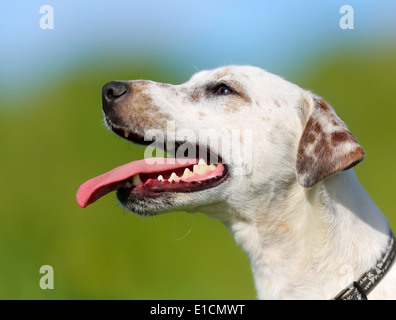 Schuss von Rassehund. An einem sonnigen Sommertag draußen gebracht. Stockfoto