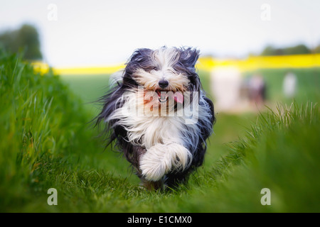 Schuss von Rassehund. An einem sonnigen Sommertag draußen gebracht. Stockfoto