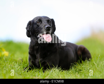 Schuss von Rassehund. An einem sonnigen Sommertag draußen gebracht. Stockfoto