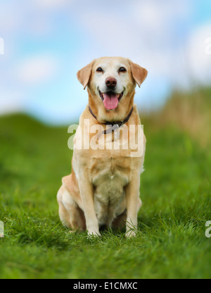 Schuss von Rassehund. An einem sonnigen Sommertag draußen gebracht. Stockfoto