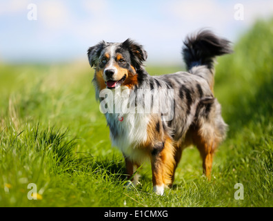 Schuss von Rassehund. An einem sonnigen Sommertag draußen gebracht. Stockfoto