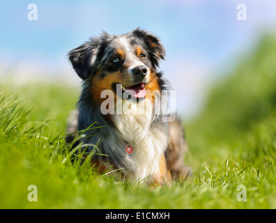 Schuss von Rassehund. An einem sonnigen Sommertag draußen gebracht. Stockfoto