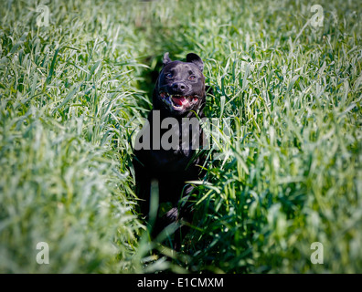 Schuss von Rassehund. An einem sonnigen Sommertag draußen gebracht. Stockfoto