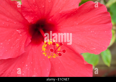 Hibiskus Blüten Zoom Closeup Tautropfen Regen "nach dem Regen" Drop Blütenblatt Tropfen Tau Blume Blüte Frühling rot rosa lebendige Farbe Natur Stockfoto