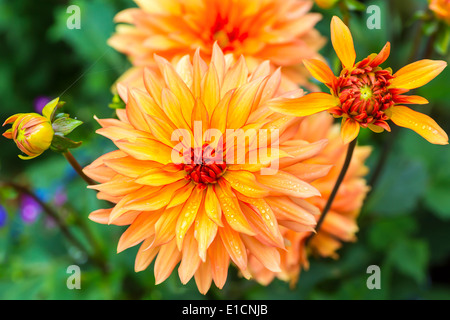 Schönen Sommer Dahlien im heimischen Garten. Stockfoto