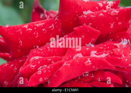 Rosenblüten Zoom Closeup Tautropfen Regen "nach dem Regen" Drop Blütenblatt Tropfen Tau Blume Blüte Frühling rot rosa lebendige Farbe Natur Stockfoto