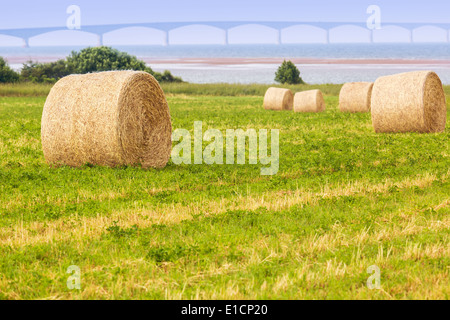 Heuballen auf einem Bauernhof entlang des Ozeans in ländlichen Prince Edward Island, Kanada. Confederation Bridge im Hintergrund. Stockfoto