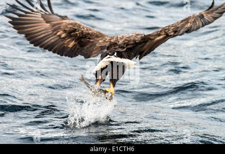 White-tailed Seeadler einen Fisch zu fangen, in Lofoten Islands Norwegen Skandinavien Stockfoto