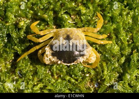 Common Shore Crab (Carcinus Maenas) Stockfoto