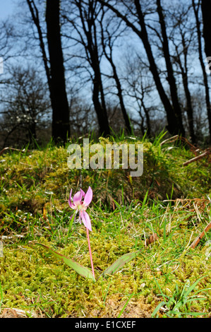 Europäische Jaroslava Zahn violett (Erythronium Dens-Canis) Stockfoto