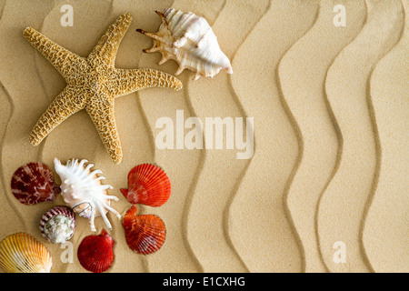 Seesterne und Meer Muscheln auf den welligen Bech Sand mit textfreiraum auf der rechten Seite Stockfoto
