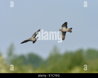 Hohltaube Columba oenas Stockfoto